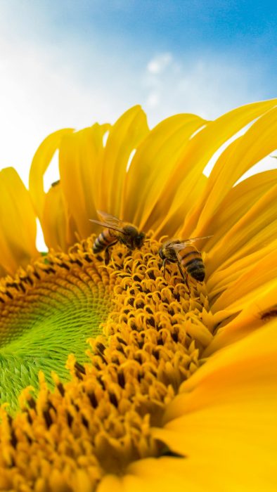 bee-MEDIUM-sunflower-close-pexels-caio-772571